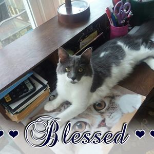 Meet your Posher, Anne